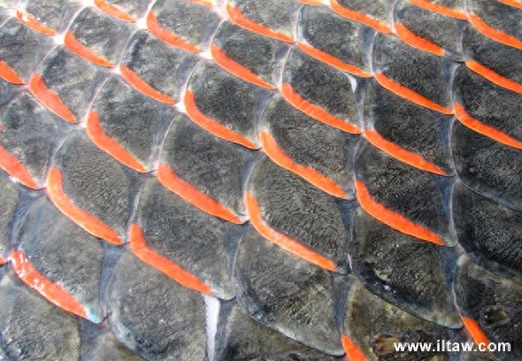 巨骨舌鱼-大型淡水鱼类