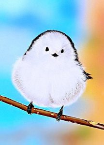 ​长得像糯米团子一样呆萌的银喉长尾山雀，超可爱