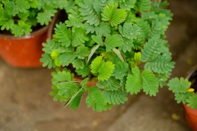 ​含羞草怎么养