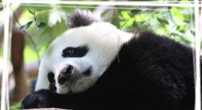 ​可爱大熊猫高清电脑壁纸分享