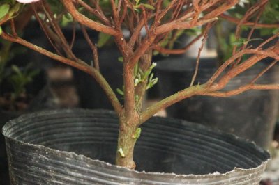 ​杜鹃花适合放卧室吗