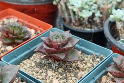 ​多肉能长多大