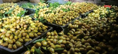 ​黄皮果树长啥样，它有什么利用价值