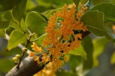 ​金桂和银桂的区别