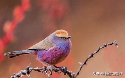 ​花彩雀莺，中国雀莺属鸟类，这种鸟是我感觉最耐看鸟类