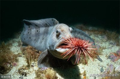 ​死了比活着还危险的动物“狼鳗”