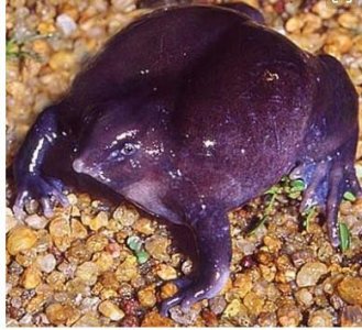 ​动物界的活化石（五）