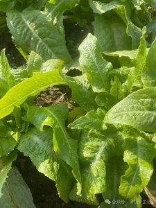 ​适合种菜新手种植的油麦菜，无虫害鸟害移栽到采收1个月