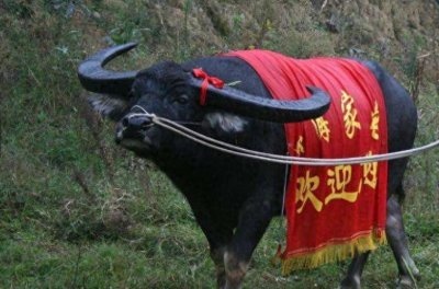 ​雷公山牛王为主人赢13万奖金，死后500人送葬，最高规格下葬