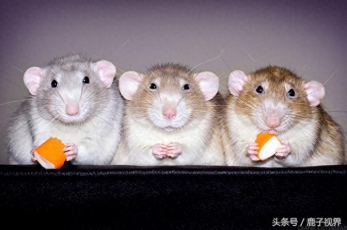 24张超可爱老鼠萌照！看完后你还觉得它们讨厌吗？