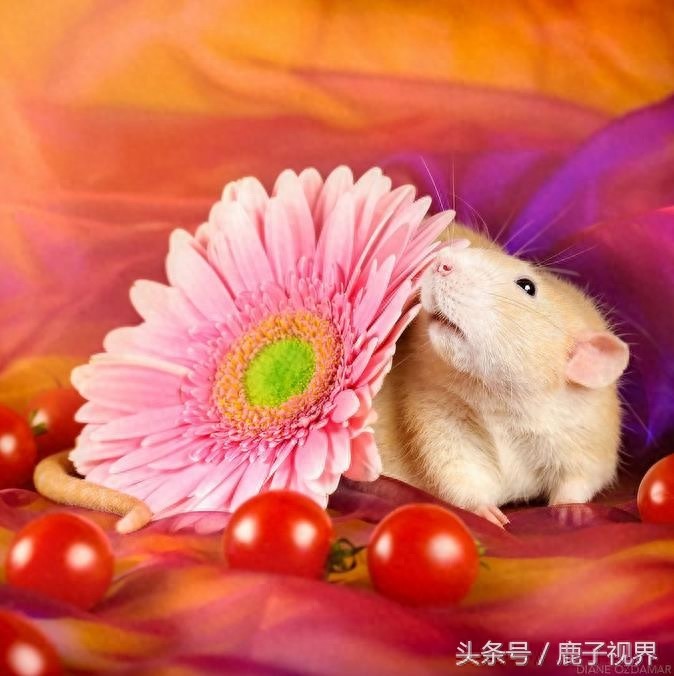 24张超可爱老鼠萌照！看完后你还觉得它们讨厌吗？