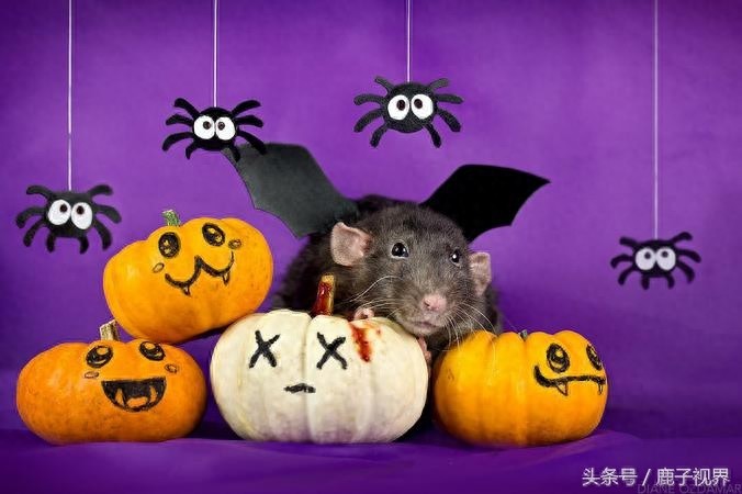 24张超可爱老鼠萌照！看完后你还觉得它们讨厌吗？