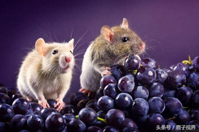 24张超可爱老鼠萌照！看完后你还觉得它们讨厌吗？