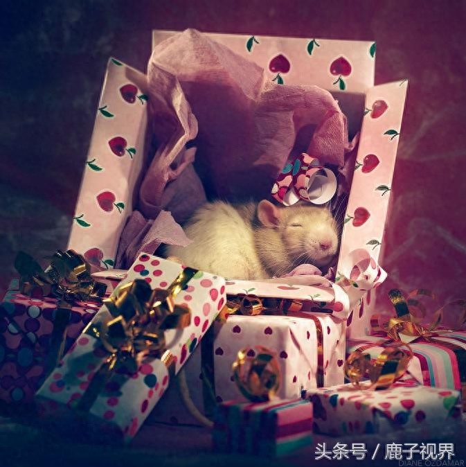24张超可爱老鼠萌照！看完后你还觉得它们讨厌吗？