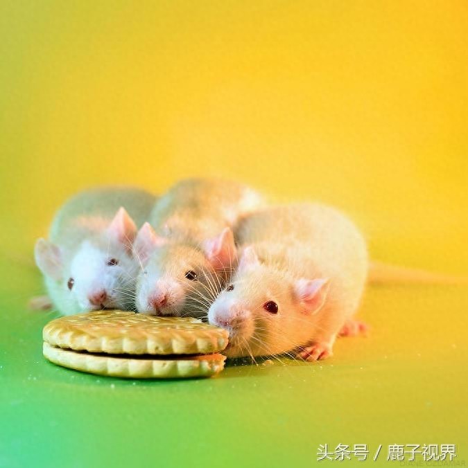 24张超可爱老鼠萌照！看完后你还觉得它们讨厌吗？