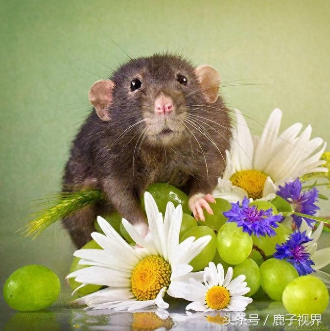 24张超可爱老鼠萌照！看完后你还觉得它们讨厌吗？
