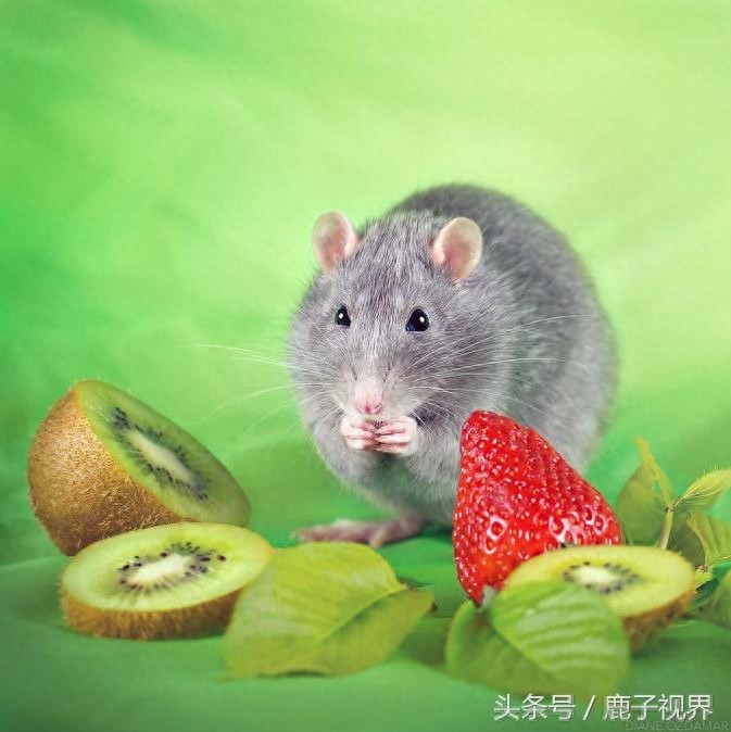 24张超可爱老鼠萌照！看完后你还觉得它们讨厌吗？