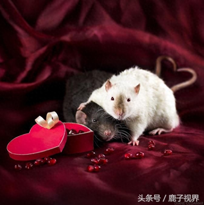 24张超可爱老鼠萌照！看完后你还觉得它们讨厌吗？