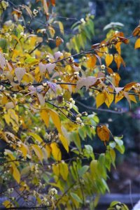 ​快来！金堂这里“pong”香！