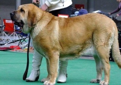 ​生来就想咬其他种类狗，最强西班牙獒太霸气