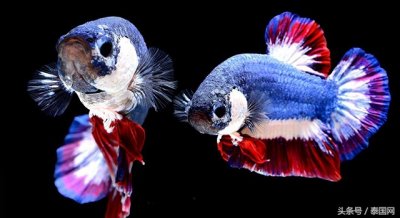 ​一条身价达53500泰铢的泰国斗鱼
