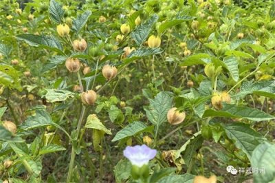 ​鹿鸣乡：又是冰粉果丰收时