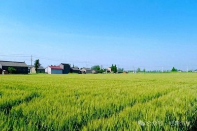 ​七律.风春麦浪（外二首）