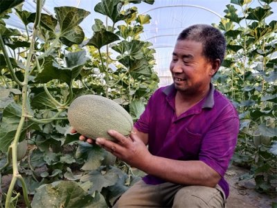 ​民勤：培育蜜瓜产业  助力群众增收