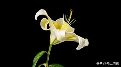 ​婚姻中，面包与爱情到底哪个重要？