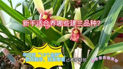 ​新手适合养哪些建兰品种？牢记好“13个品种”，勤花勤芽