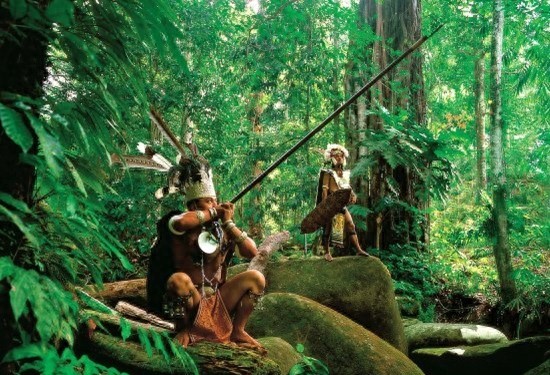 想领略绿色植物之美,就跟着贝尔一起去亚马逊雨林探险吧!