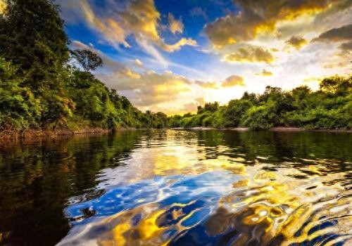 想领略绿色植物之美,就跟着贝尔一起去亚马逊雨林探险吧!
