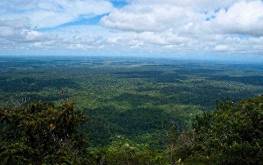 想领略绿色植物之美,就跟着贝尔一起去亚马逊雨林探险吧!