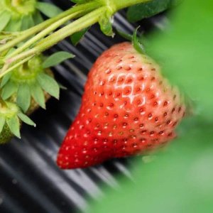 ​得过“金奖”的草莓长啥样？
