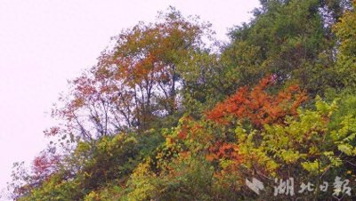 ​鹤峰初冬的秋之恋