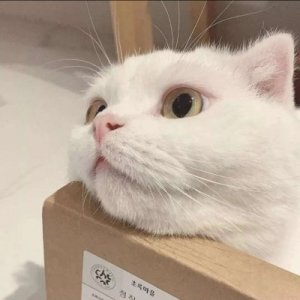 ​又萌又可爱的猫咪头像 网友们肯定会喜欢下载关注转发分享点赞咯