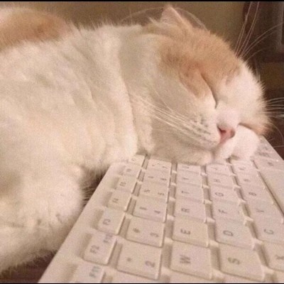 又萌又可爱的猫咪头像 网友们肯定会喜欢下载关注转发分享点赞咯