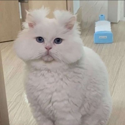 又萌又可爱的猫咪头像 网友们肯定会喜欢下载关注转发分享点赞咯