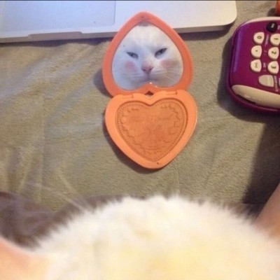 又萌又可爱的猫咪头像 网友们肯定会喜欢下载关注转发分享点赞咯