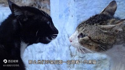 ​东北都市传说 情侣吵架遇黑猫