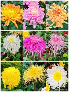 ​金秋赏花，醉美秋菊展，你知道菊花品种怎么分类吗？