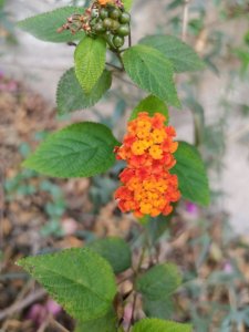 ​行走厦门（植物篇）~厦门的花第一部分