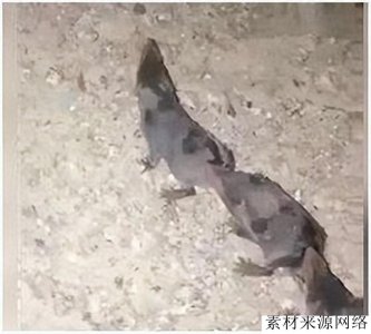 ​山西“长蛇鼠”，长得像老鼠首尾相连排成长龙，为何打不得？