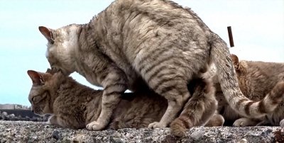 ​母猫交配后为什么会满地打滚，甚至转过头撕咬攻击公猫？
