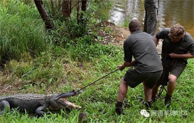 ​澳动物保护者为获鳄鱼蛋 徒手与鳄鱼搏斗