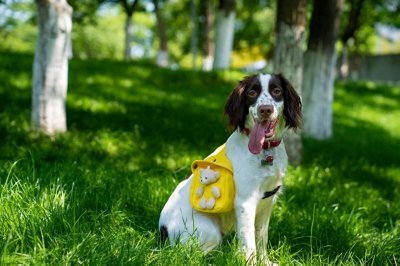 ​你支持国家立法禁食狗肉吗？