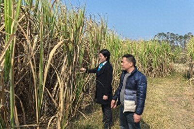 ​农行贵港分行：贷款“及时雨”助力甘蔗“甜蜜路”
