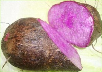 ​它叫“脚板薯”，富含花青素，曾被农民当粮食吃，还有多少人记得