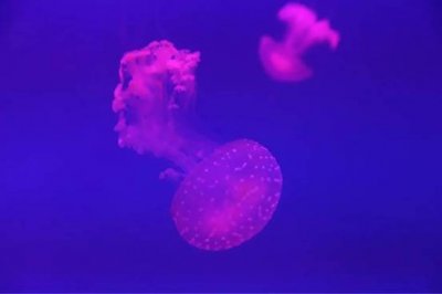 ​聚焦长春农博会：快来加入梦幻水母派对