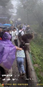 ​峨眉山猴子撕咬小女孩？景区回应：旧视频，没有游客受伤｜云辟谣